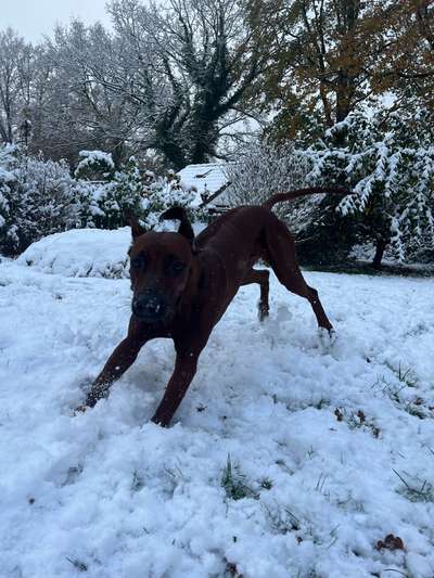 Rhodesian Ridgeback-Beitrag-Bild