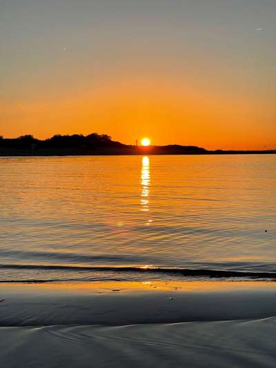 Rhodesian Ridgeback-Beitrag-Bild