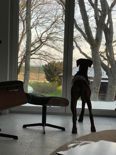 Rhodesian Ridgeback-Beitrag-Bild