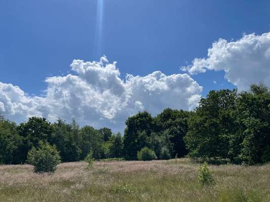 Rhodesian Ridgeback-Beitrag-Bild