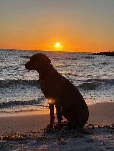 Rhodesian Ridgeback-Beitrag-Bild
