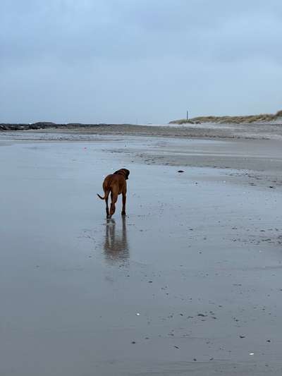 Rhodesian Ridgeback-Beitrag-Bild