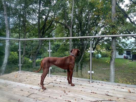 Rhodesian Ridgeback-Beitrag-Bild