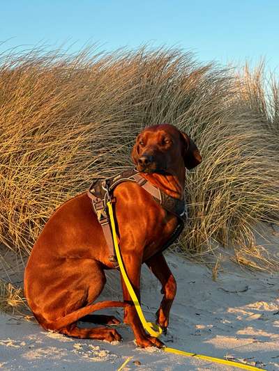 Rhodesian Ridgeback-Beitrag-Bild