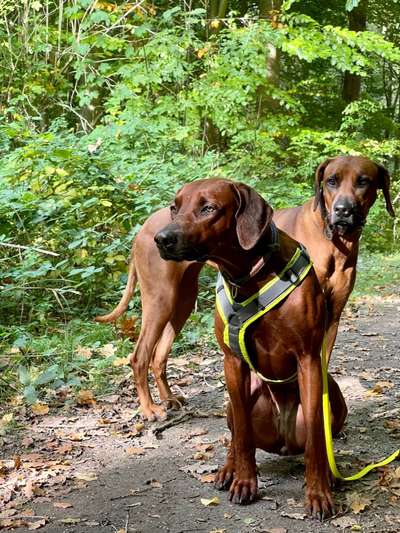 Rhodesian Ridgeback-Beitrag-Bild