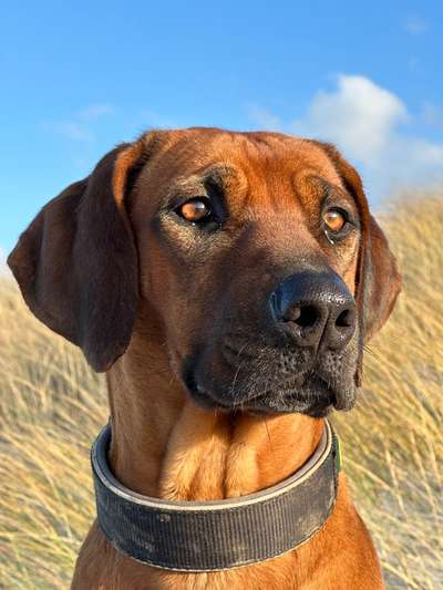 Rhodesian Ridgeback-Beitrag-Bild