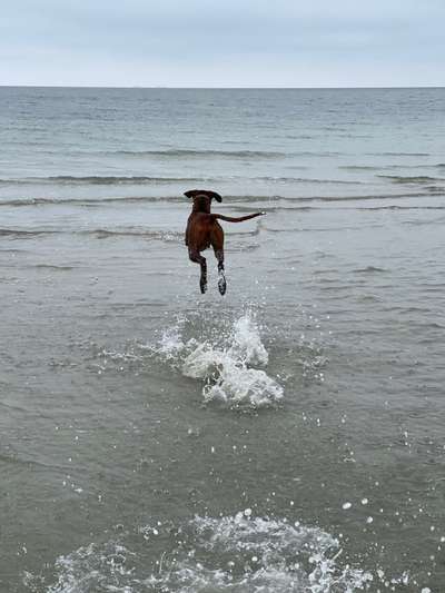Rhodesian Ridgeback-Beitrag-Bild