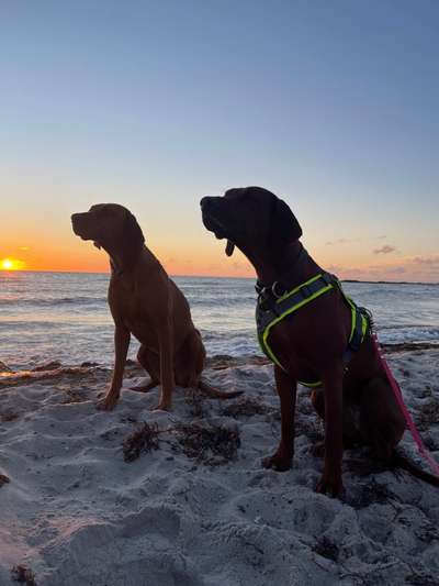 Rhodesian Ridgeback-Beitrag-Bild