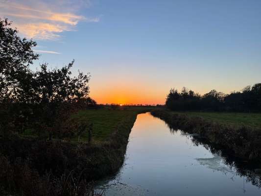 Rhodesian Ridgeback-Beitrag-Bild