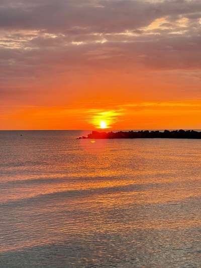 Rhodesian Ridgeback-Beitrag-Bild