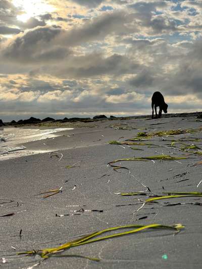 Rhodesian Ridgeback-Beitrag-Bild