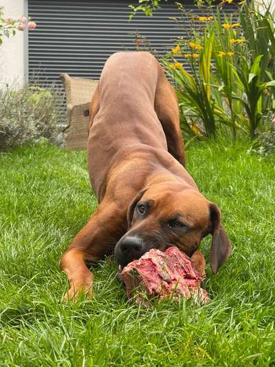 Rhodesian Ridgeback-Beitrag-Bild