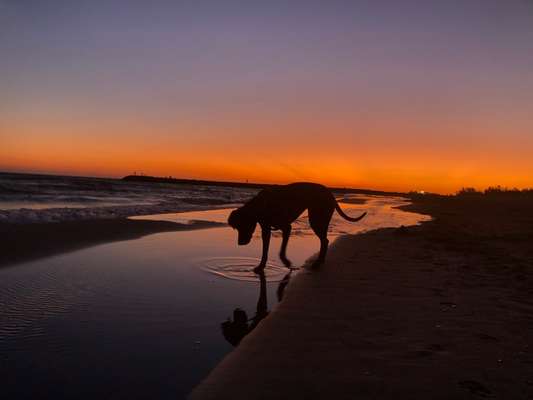 Die Dogorama Wochen Challenge-Beitrag-Bild