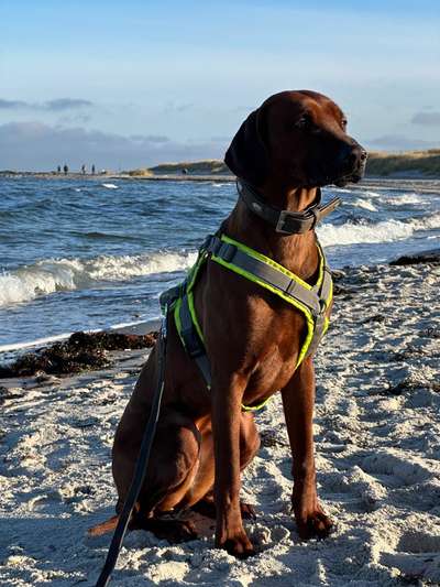 Rhodesian Ridgeback-Beitrag-Bild
