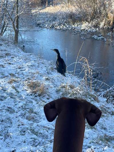 Rhodesian Ridgeback-Beitrag-Bild