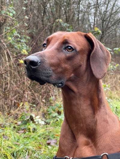 Rhodesian Ridgeback-Beitrag-Bild