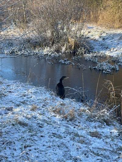 Rhodesian Ridgeback-Beitrag-Bild