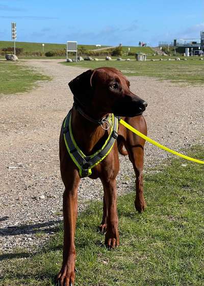Rhodesian Ridgeback-Beitrag-Bild