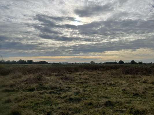 Rhodesian Ridgeback-Beitrag-Bild