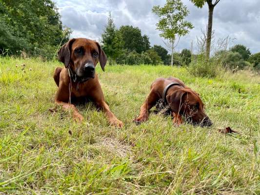Rhodesian Ridgeback-Beitrag-Bild