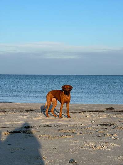 Rhodesian Ridgeback-Beitrag-Bild