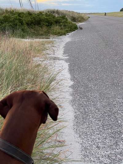 Rhodesian Ridgeback-Beitrag-Bild