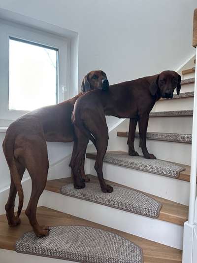 Rhodesian Ridgeback-Beitrag-Bild