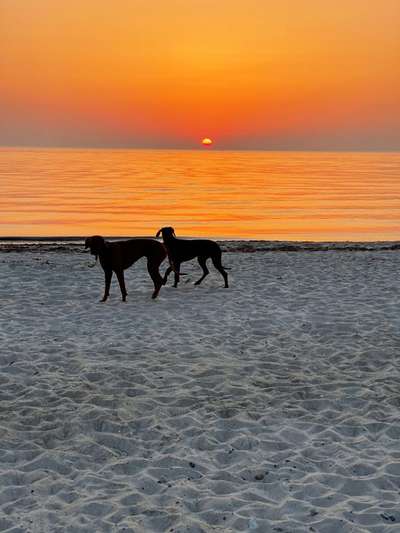 Rhodesian Ridgeback-Beitrag-Bild