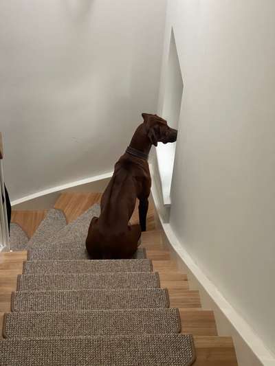 Rhodesian Ridgeback-Beitrag-Bild