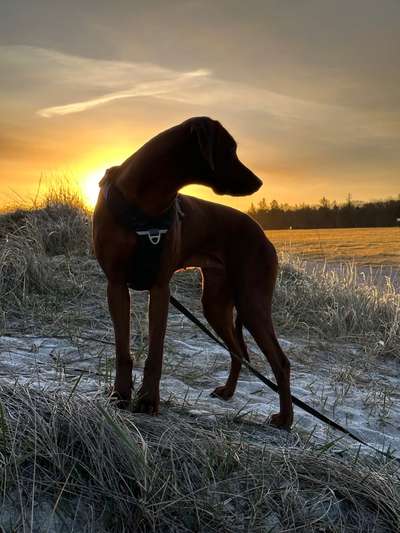 Rhodesian Ridgeback-Beitrag-Bild