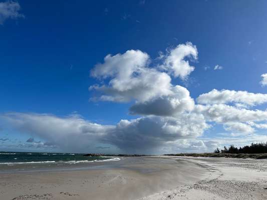 Rhodesian Ridgeback-Beitrag-Bild