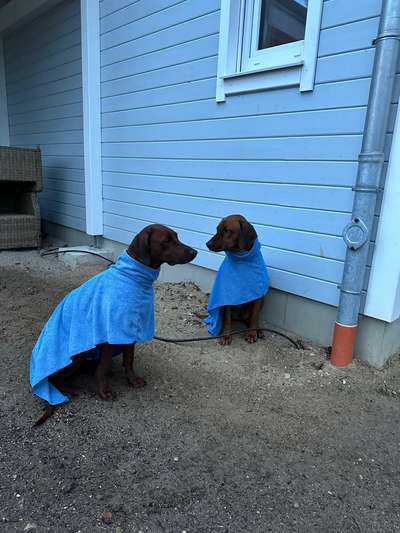 Rhodesian Ridgeback-Beitrag-Bild