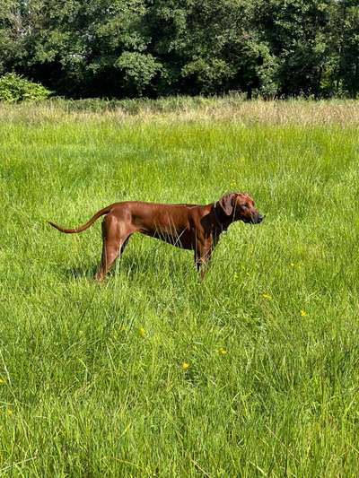 Rhodesian Ridgeback-Beitrag-Bild