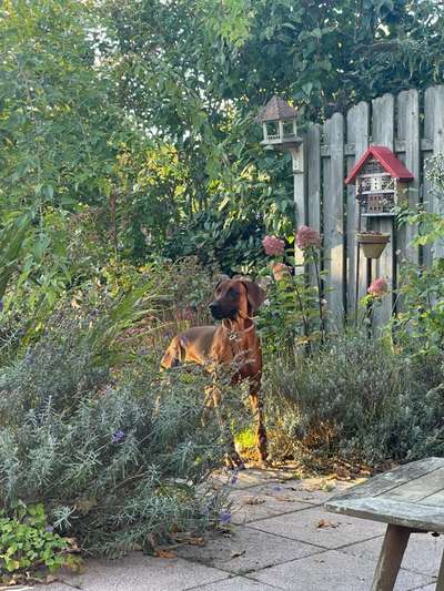 Rhodesian Ridgeback-Beitrag-Bild