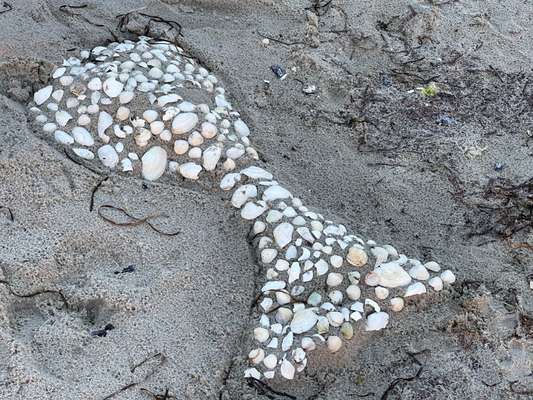 Rhodesian Ridgeback-Beitrag-Bild