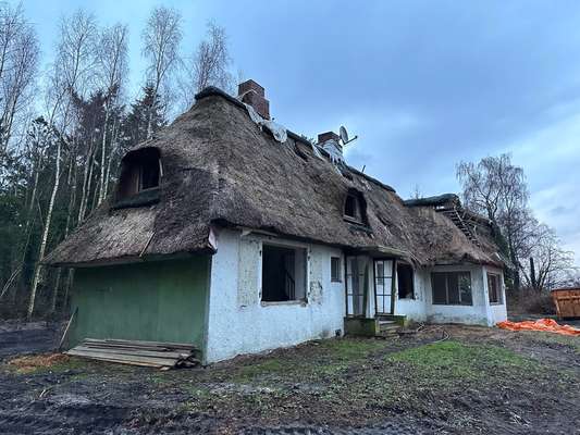 Rhodesian Ridgeback-Beitrag-Bild