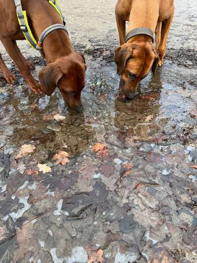 Rhodesian Ridgeback-Beitrag-Bild