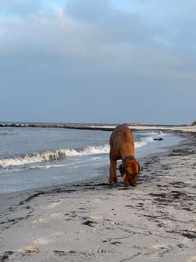 Rhodesian Ridgeback-Beitrag-Bild