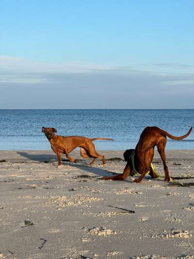 Rhodesian Ridgeback-Beitrag-Bild