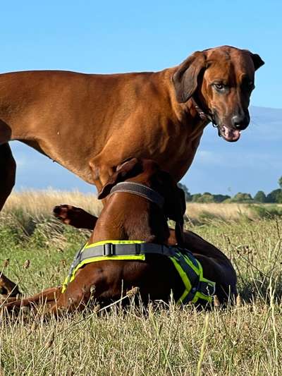 Rhodesian Ridgeback-Beitrag-Bild