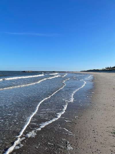 Rhodesian Ridgeback-Beitrag-Bild