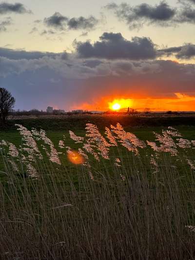 Rhodesian Ridgeback-Beitrag-Bild