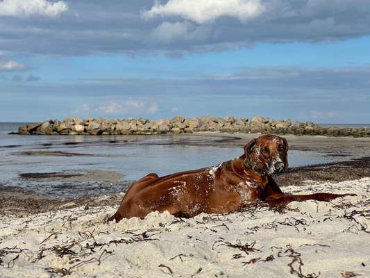 Rhodesian Ridgeback-Beitrag-Bild