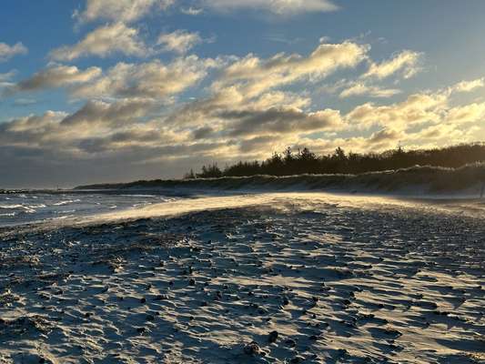 Rhodesian Ridgeback-Beitrag-Bild