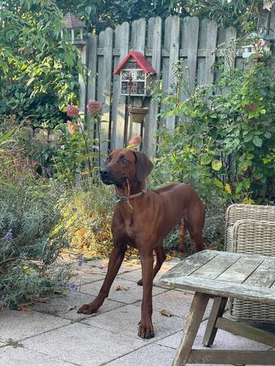 Rhodesian Ridgeback-Beitrag-Bild