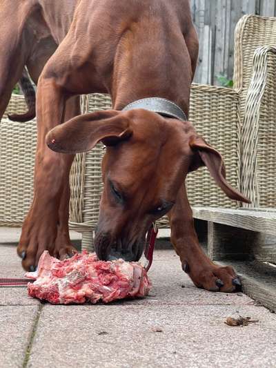 Rhodesian Ridgeback-Beitrag-Bild