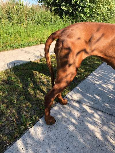 Rhodesian Ridgeback-Beitrag-Bild