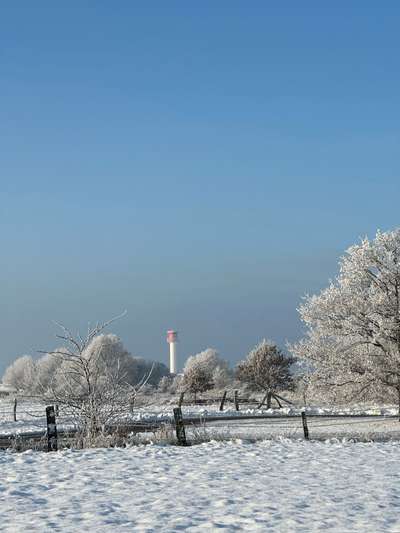 Rhodesian Ridgeback-Beitrag-Bild