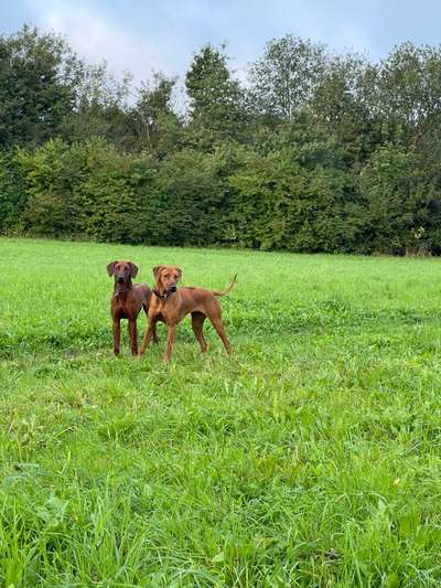 Rhodesian Ridgeback-Beitrag-Bild