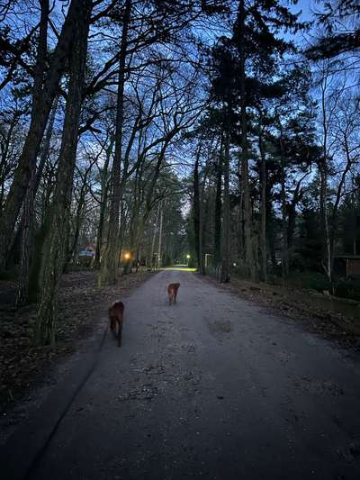 Rhodesian Ridgeback-Beitrag-Bild